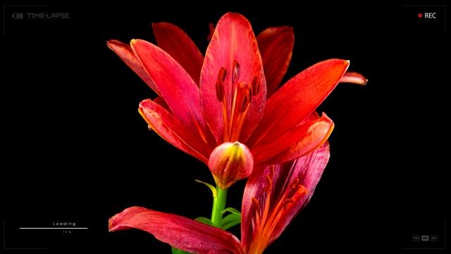 Лилия красная цветок Как растет и распускается Ускоренная съемка Time laps