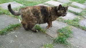 Бонни -дикая кошка редкой красоты!...) Цапнула за палец....)
