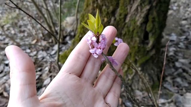 Ищем весенние цветы. Волчеягодник, или волчье лыко. смотреть онлайн