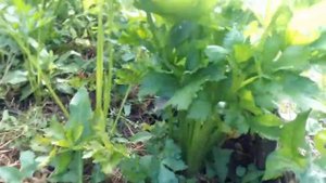 ? Урожай моркови после мульчирования. Мульчирование грядок моркови, результат.