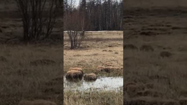Спасение лося в Якутске смотреть онлайн