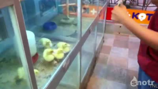 Прикольное видео