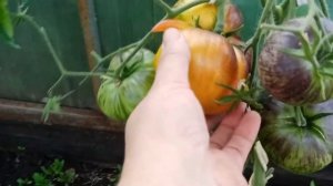 Обзор сортов томатов с антоцианом! Моя теплица. 6 июля 2021 г.