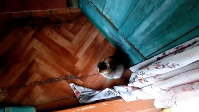 Котенок МУСЯ первый раз в деревне (Его реакция на растения и природу)