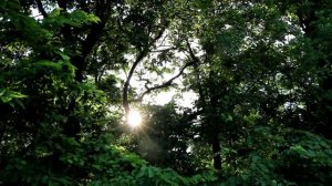 Песня Тополиный пух возле тополей