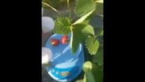 Клубника ПОРЛАНДО. Обзор сорта короткого светового дня.