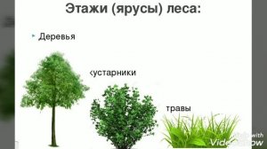 Экскурсия в лес (виртуальное путешествие)