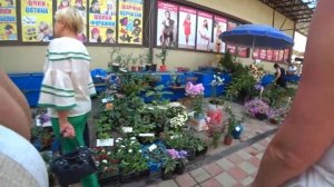 В НОВОТИТАРОВСКУЮ  ЗА АМУРОМ? ЦЕРКОВЬ? ПАВЛИНЫ ?