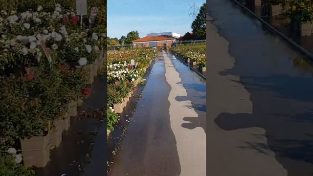 Розы Кордес !Питомник Kordes. смотреть онлайн