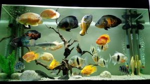 Oscar fish aquarium 8/2016 750L 1.5m