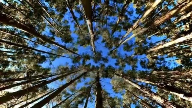 Ресурсная медитация ВНУТРЕННИЙ МАГНИТ. Читает Елена Миронова
