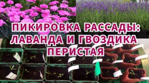 Пикировка лаванды и гвоздики перистой!! Как сохранить всходы! Как сделать таблички своими руками!