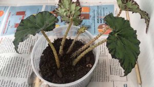 Пересадка тигровой бегонии. Как пересадить бегонию в домашних условиях из отростка или черенка.