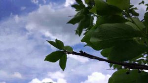 Саженцы хурмы после апрельских заморозков.