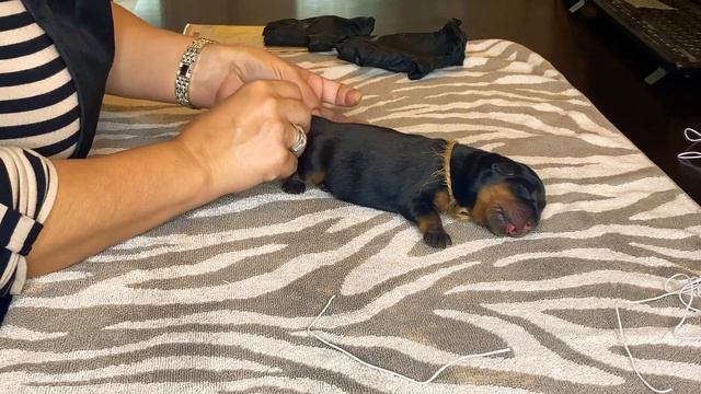 Docking Rottweiler Puppy tail смотреть онлайн