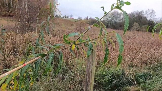 Wierzba wiciowa (Salix viminalis) wierzba energetyczna - 2 lata od posadzenia. смотреть онлайн
