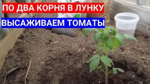 ПОСАДКА ТОМАТОВ В ТЕПЛИЦЕ - СХЕМА РАЗМЕЩЕНИЯ ПО ДВА КОРНЯ В ЛУНКУ В ТЕПЛИЦЕ 3х6