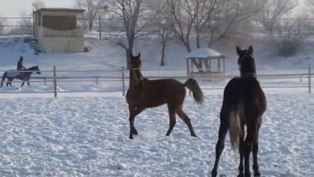 Зимний сон - лошади на свободе (ремейк).wmv смотреть онлайн