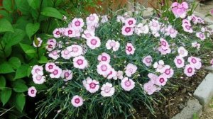 Какие цветы можно сажать под розами