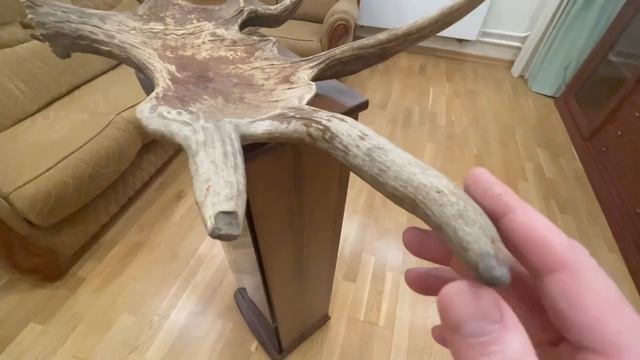 Рога лося трофей смотреть онлайн