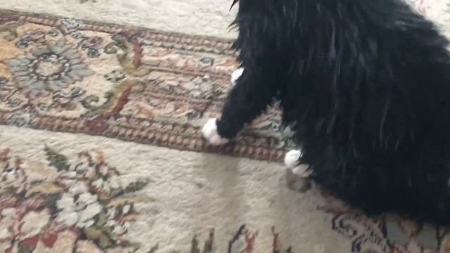 Кот Амур после мытья , Помытый кот.mp4 смотреть онлайн