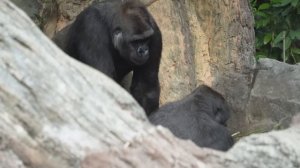 Gorillas are possessive about the baby Sumomo | Gorilla Haoko Family