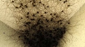 интересные факты о пауках