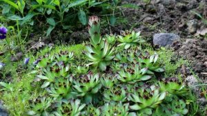 Молодило. Каменная роза в вашем саду