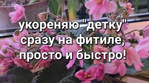 Как укоренить детку фиалки сразу на постоянное место с помощью фитильного полива.