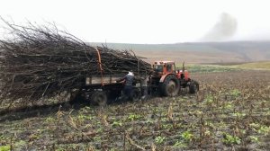 Трактор мтз #Дожди #идут. #Возим #дрова #на #мтз #по #грязи.