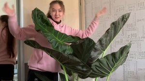 Мой первый влог. Как мы забирали мою ОГРОМНУЮ алоказию Регал Шилдс. Настоящий шок и удивление.