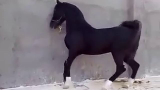 Арабский скакун смотреть онлайн