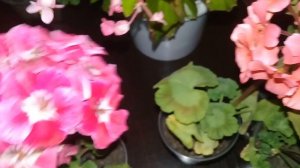 ?Мои комнатные цветы.?Обзор цветущих растений.?Сентябрь 2019.?