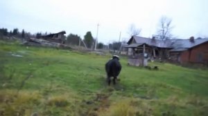 Жизнь в крови