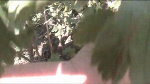 йошта  обрезка на зиму