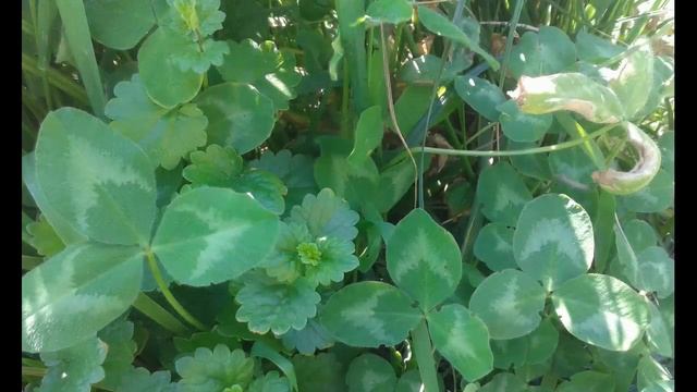 ЖИВНОСТЬ И РАСТИТЕЛЬНОСТЬ НАШЕГО ЛЕСА. БАРАШКИ, КОЗЫ, ОВЦЫ, РАЗНЫЕ ТРАВЫ, КУСТАРНИКИ. ФАУНА И ФЛОРА смотреть онлайн