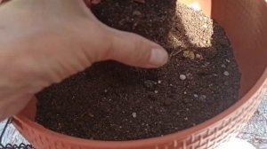 27.04.2023г. Вегетативная лобелия в кашпо из Fix Price. ?