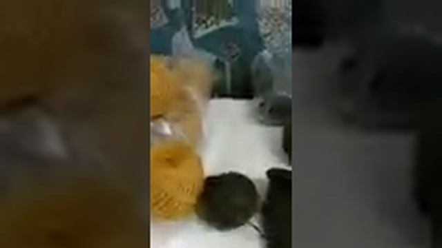 Карачаевская пряжа. Пробуем.