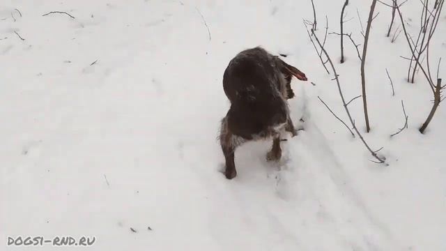 ДОВЕРИЕ. Мой найдёныш, немецкая легавая Кетцаль. Пятый день знакомства