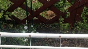 Продолжение про компаньонов хвойных растений в саду Надежды