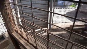 ПОТЕПЛЕЛО?? ЦЫПЛЯТА ПЕРЕЕХАЛИ ???РАБОТАЕМ В САДУ??☘?