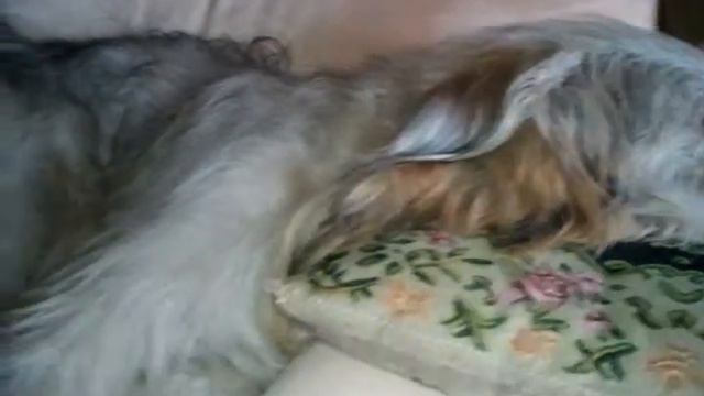 Пёс Тотоша и самый сладкий на свете утренний сон!!! смотреть онлайн