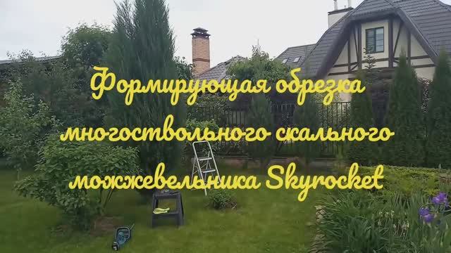 Разваливается скальный можжевельник? Как исправить? Обрезка взрослого можжевельника Skyrocket