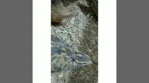 Стрижём когти перепелам | Зачем стричь когти? |  Как правильно стричь когти? | Чем стричь когти? |