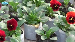 ВИОЛА из семян - вот какой она должна быть!