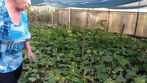 выращиваем грунтовые огурчики