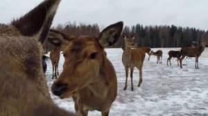 Олени. Солонец. Red deers and Salt Block.