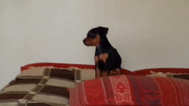 Совсем ещё маленький Сэм