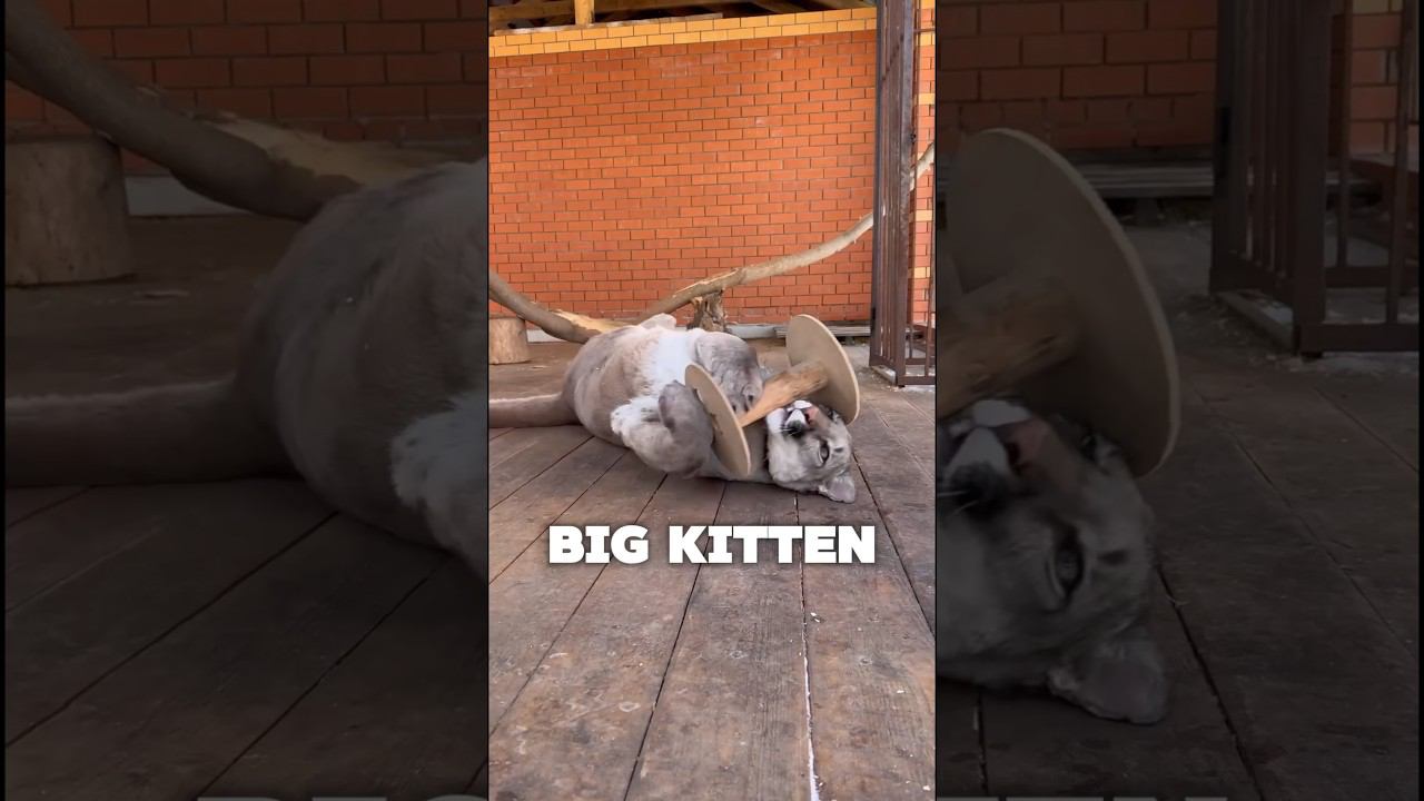 our cougar is like a big kitten #bigcat #cougar #braige
