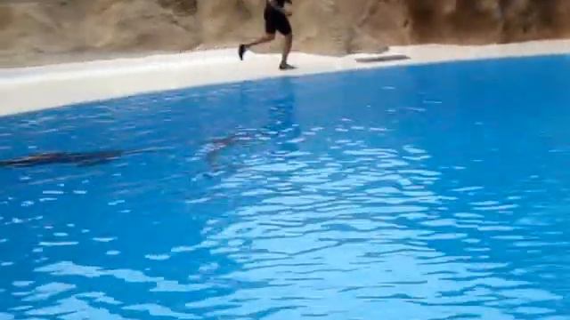 Тенерифе Лоро Парк Дельфины (Loro Park) смотреть онлайн